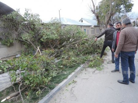 Güclü külək Ağsuda bir sıra fəsadlar törətdi 