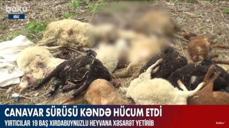 Canavar sürüsü kəndə hücum etdi