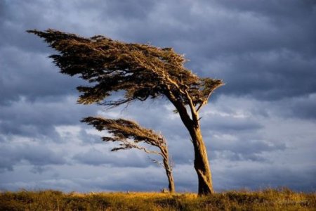 Nazirlikdən küləkli hava ilə bağlı əhaliyə müraciət