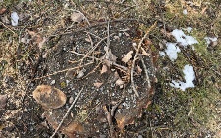 Qanunsuz ağac kəsiminə görə cinayət işi başlanıldı