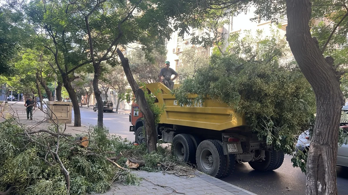 Küləkli hava şəraiti ilə bağlı Bakıda aşan ağacların SAYI MƏLUM OLDU